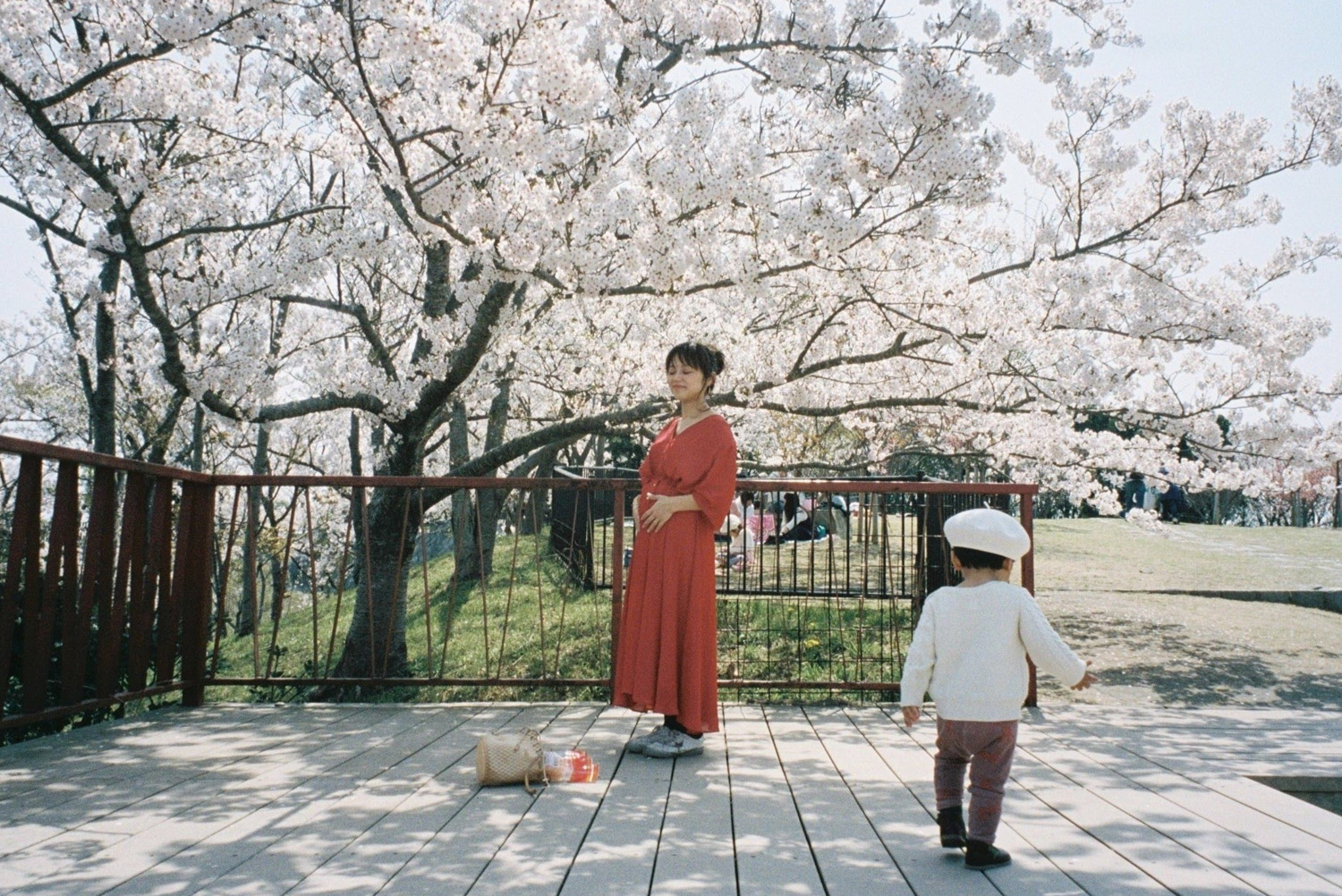 淡路島の桜をPORTRA400で